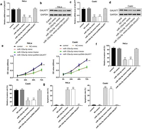 Mir 125a 5p Overexpression Counteracts The Cancer Promoting Effect