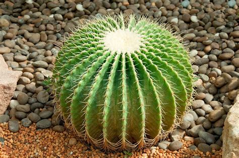 The Golden Ball Kaktus Echinocactus Grusonii Stock Bild Colourbox