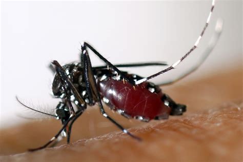 Dengue Fever Mosquito Species