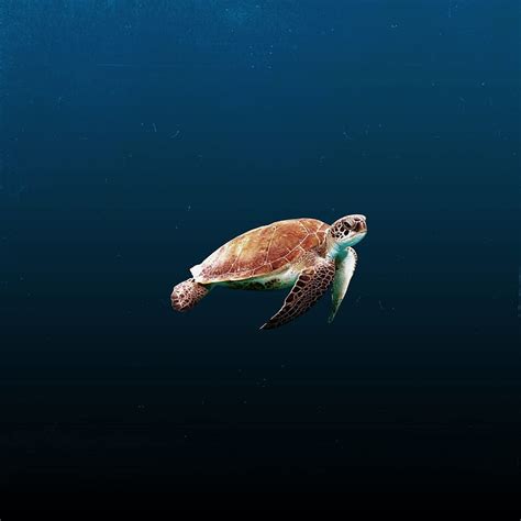 HD wallpaper: turtle of windows | Wallpaper Flare