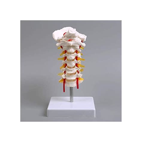 Buy Anatomy Model Educational Model Human Cervical Vertebrae Model