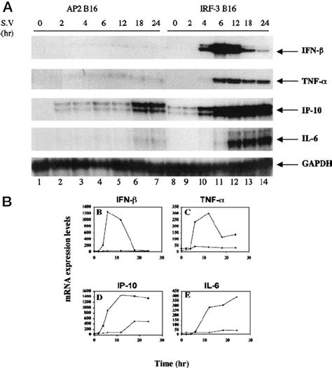 Kinetics Of Cytokine Mrna Expression In Irf Transduced B Melanoma