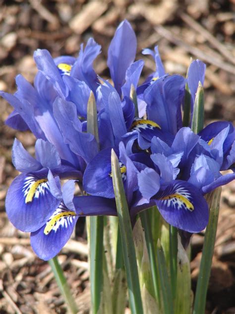 The Polly Hill Arboretum Blog Archive Iris 011