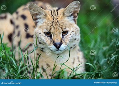 Gato Selvagem Do Serval Foto De Stock Imagem De Qu Nia