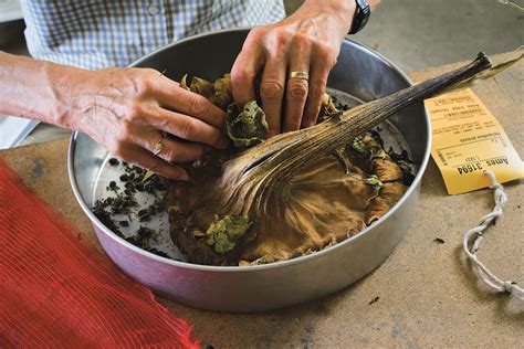 Meet the Scientists Hunting and Saving Wild Sunflower Seeds - Modern Farmer