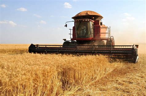 Brasil Ser Autossuficiente Em Trigo Em Menos De Uma D Cada Dizem