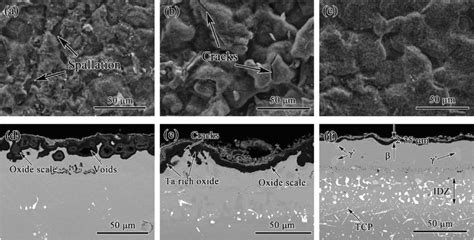 Surface And Cross Sectional Morphologies Of Nial A And D Ni Pt Al