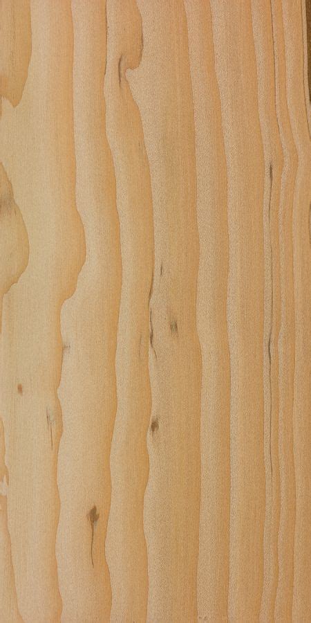 cedar identification guide sniff    distinguish cedar types