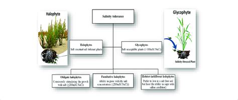 Classification Of Plants