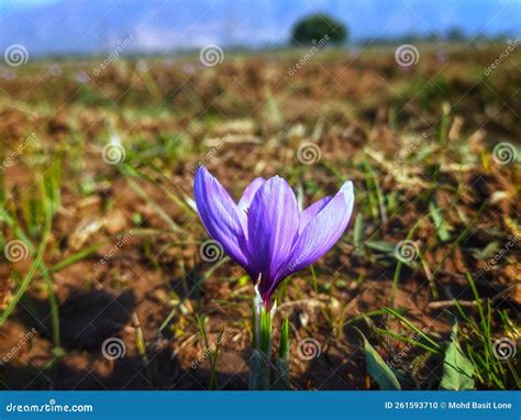 A Beautiful Flower Of Saffron In A Saffron Field Of Kashmir Stock Photo