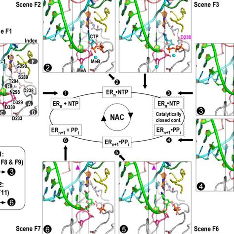 PDF Visualizing The Nucleotide Addition Cycle Of Viral RNA Dependent