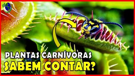 Plantas Carn Voras Sabem Contar Para Capturar Suas Presas Youtube