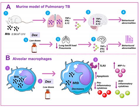 Effect of Low Doses of Dexamethasone on Experimental Pulmonary Tuberculosis
