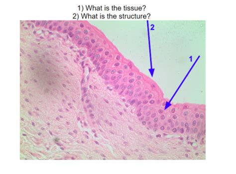 Bio 380l Epithelium Tissue Slides Flashcards Quizlet