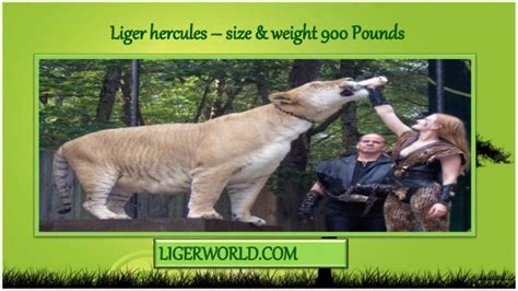 Liger Hercules Size And Weight Of 900 Pounds