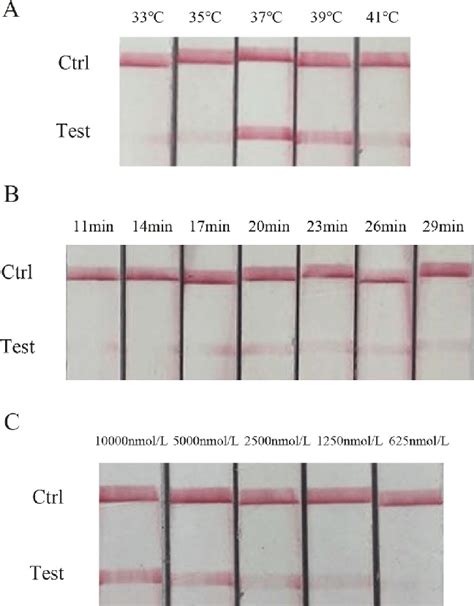 Optimization Of Reaction Conditions For Raa Lfd Detection Of Ducv A