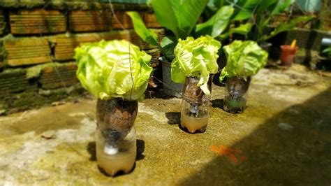 How To Grow Bok Choy In A Plastic Bottle Without Watering Youtube