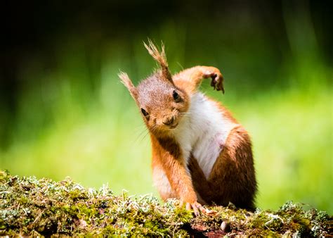 Female European Red Squirrel By Sarar Dpchallenge