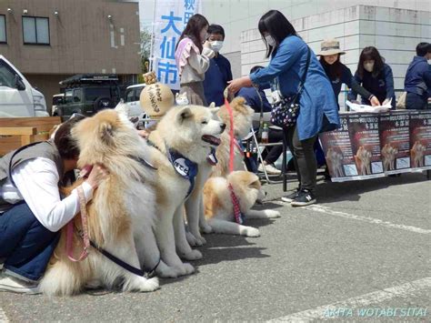 秋田犬保存会本部展2023（秋田県大仙市） 秋田を旅したい