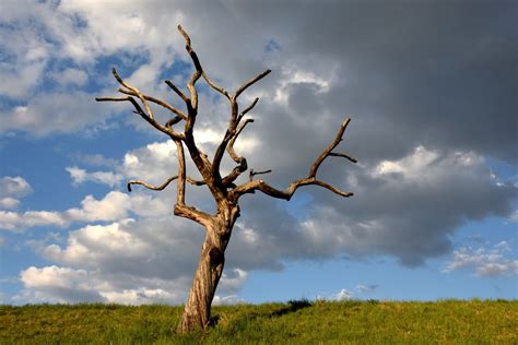 Free Images Nature Grass Branch Cloud Sky Meadow Prairie