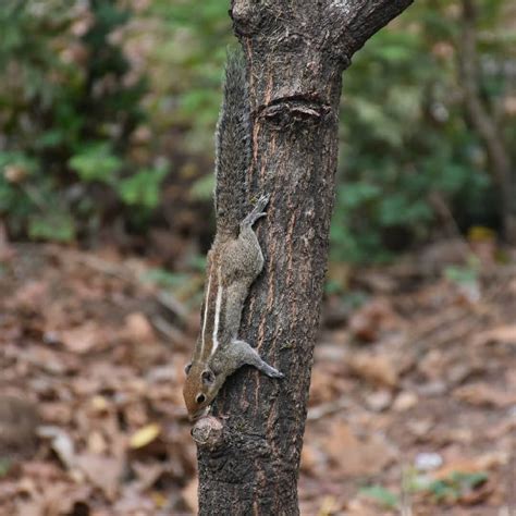 India Squirrel : r/squirrels