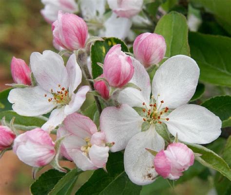 Seeds Self Fertile Dwarf Gala Apple Tree Malus Domestica Etsy