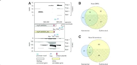 Combined transcriptomics and proteomics evidence for shorter or longer ... 