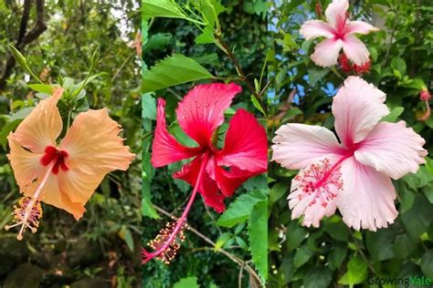 35 Best Types Of Hibiscus With Beautiful Flowers For Your Garden Store