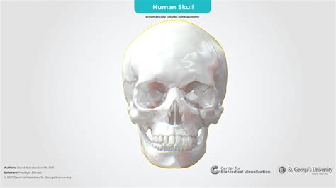 Skull Anatomy 3D Model