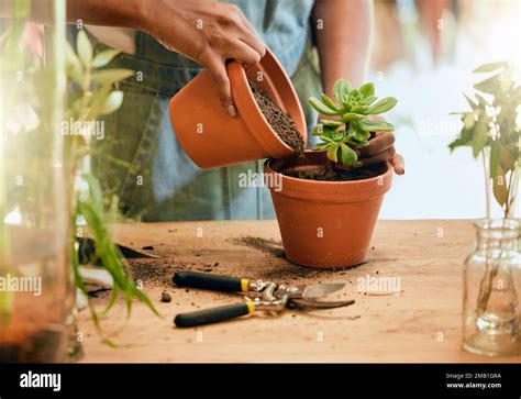 Pot Plant Soil And Woman Hands Gardening For Sustainability Eco