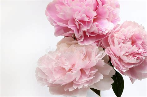 Beautiful Pink Peonies Flowers Stock Photo Image Of Bloom Spring