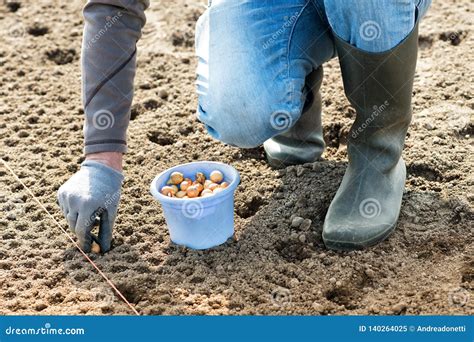 Fazendeiro Que Planta Sementes Da Cebola Branca No Campo Imagem De