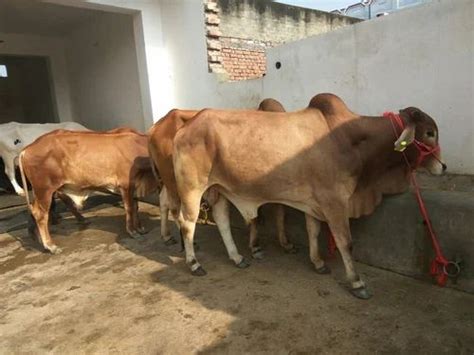 Sahiwal Bull - Wholesale Price & Mandi Rate for Brown Sahiwal Bull in India