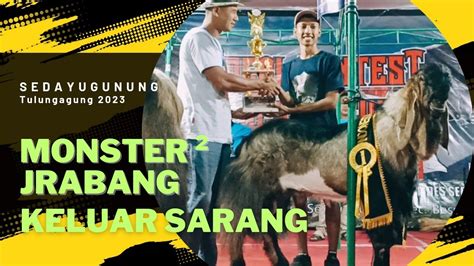 Kontes Kambing PE Jrabang Kelas A Jantan Sedayu Gunung Tulungagung