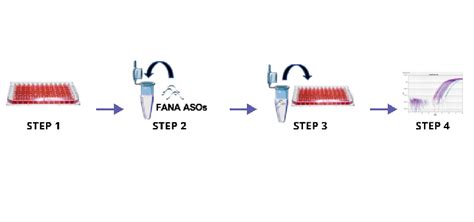 Aum Biotech Rna Silencing Mit Hilfe Von Fana H Lzel