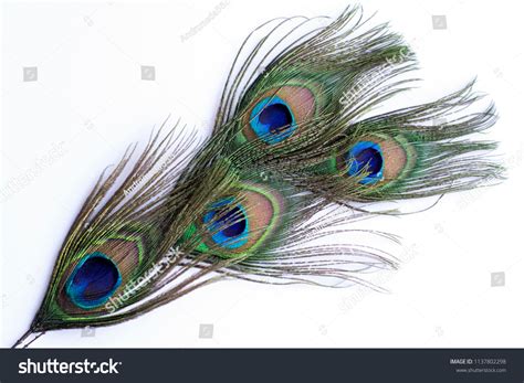 Peacock Feathers On White Background Use Stock Photo 1137802298 | Shutterstock