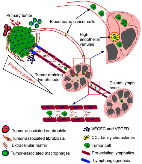 Ijms Free Full Text Microenvironment Of Tumor Draining Lymph Nodes