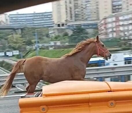 Cavallo In Tangenziale A Napoli Sgroppata Tra Le Auto In Coda