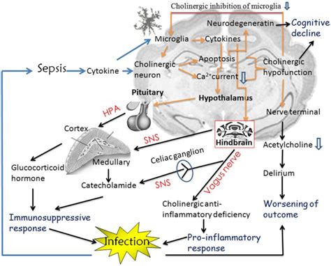 Septic Encephalopathy When Cytokines Interact With Acetylcholine In