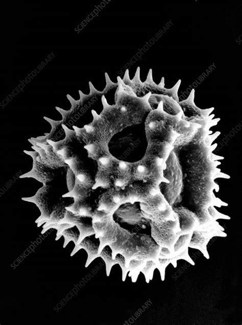 Pollen Grain Of Cats Ear Plant Stock Image B786 0156 Science