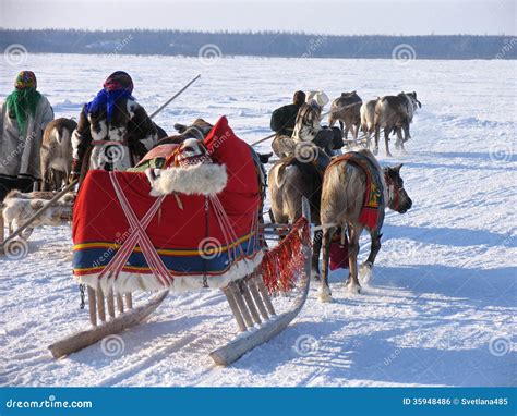 Reindeer Pulling Sleds National Holiday Editorial Photo Image Of