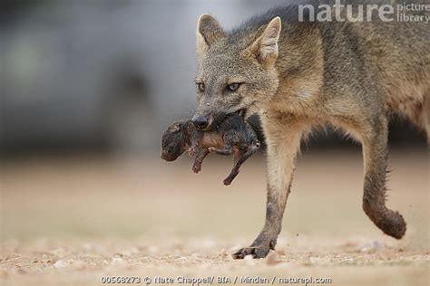 Stock Photo Of Crab Eating Fox Cerdocyon Thous Mother Carrying