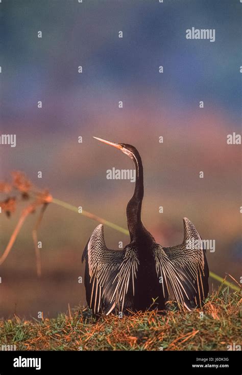 Indian Darter Or Snakebird Anhinga Melanogaster Drying Wings