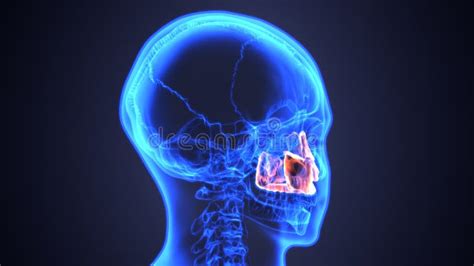 Ilustração 3d Da Anatomia Masculina Do Crânio Do Osso Zygomatic