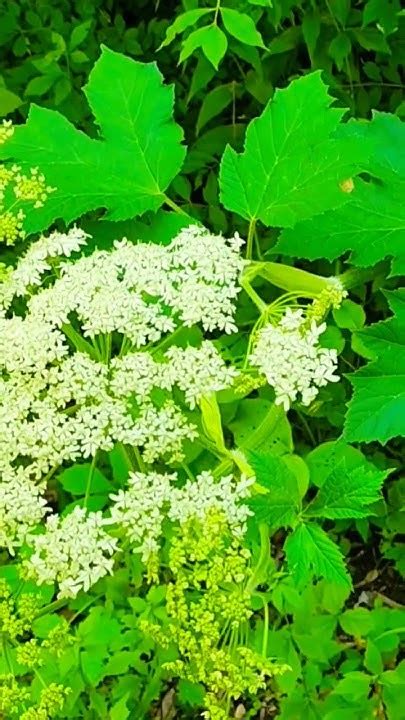 Cow Parsnips By The Trail Nature Plant Parsnip Youtube