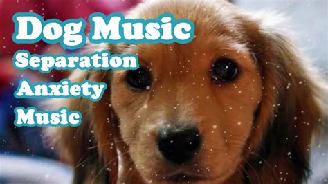 Play It If Your Dog Is Bored Healing Music For Dogs Music For Dogs