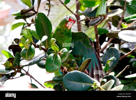 The endangered Puerto Rican parrot after being released from a captive ...