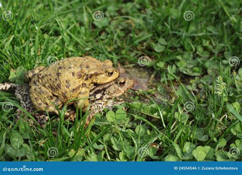 Breeding Frog Couple in the Summer Garden Stock Photo - Image of animal, couple: 24554546