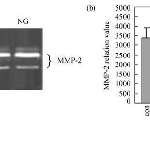 Effect Of No Cgmp On Mmp Protein Production Of Blastocysts A