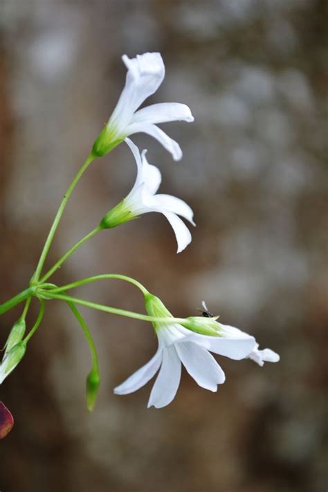 Free Images Nature Branch Blossom Leaf Botany Flora White